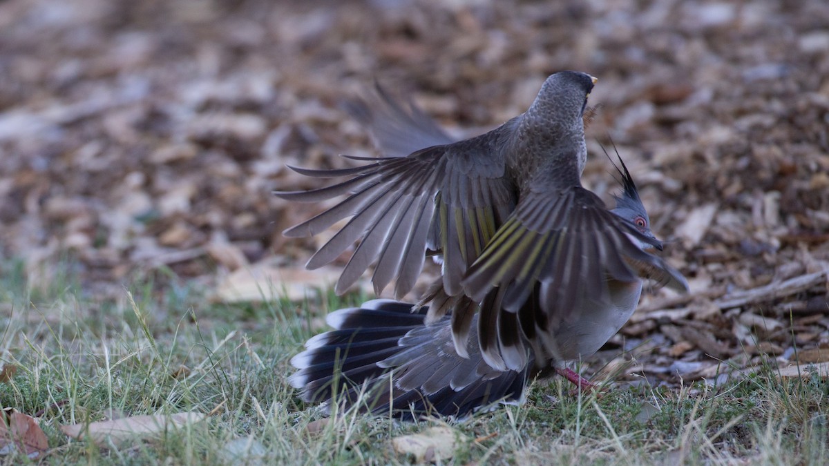 Noisy Miner - ML645965724