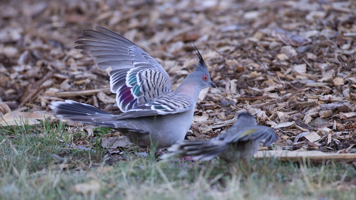 Noisy Miner - ML645965725