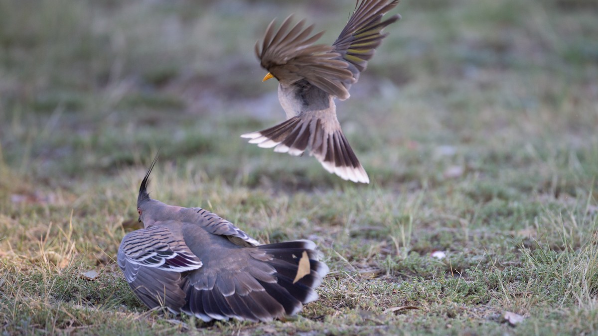 Noisy Miner - ML645965726