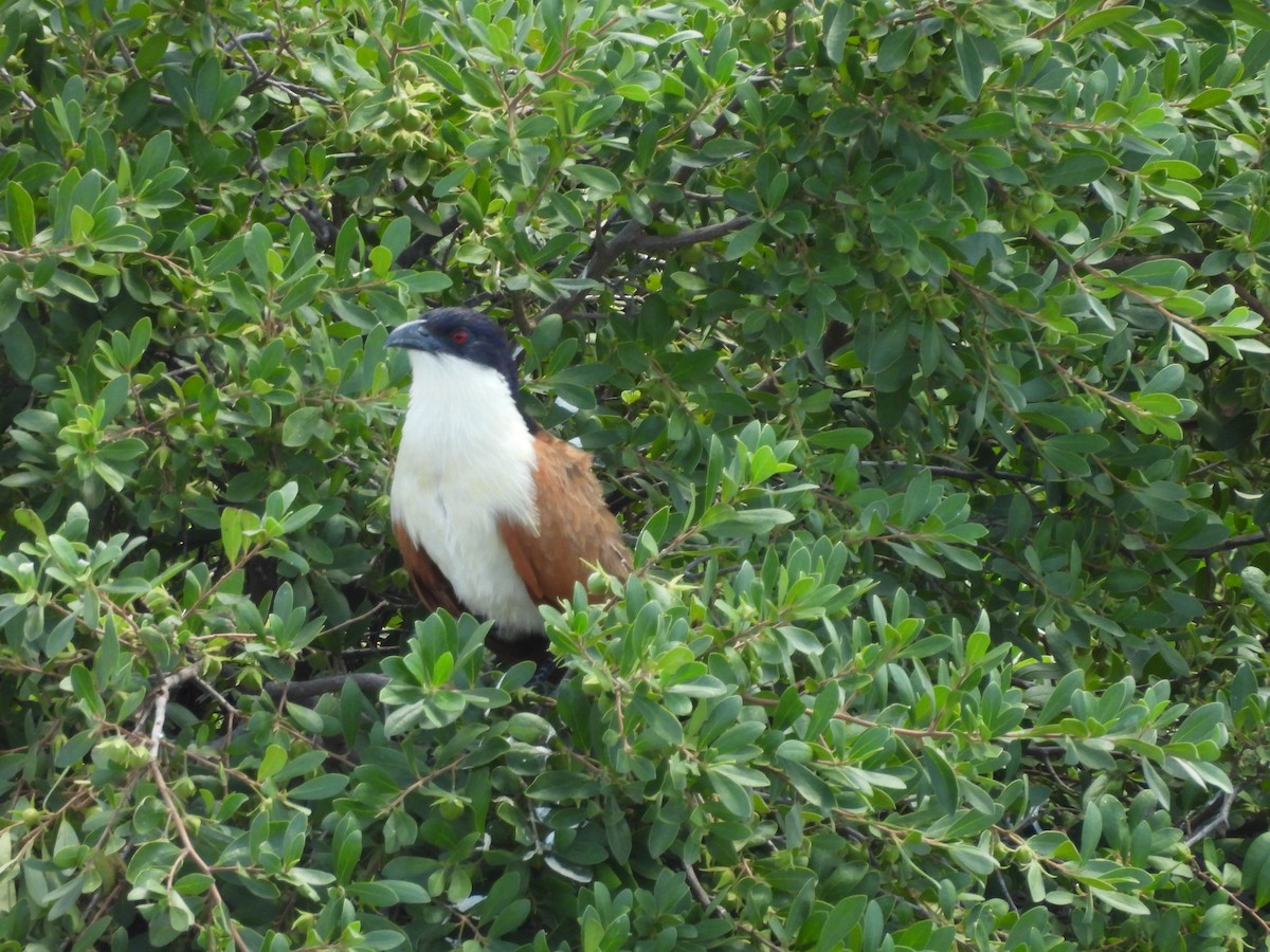 Коукал ангольський - ML645965727