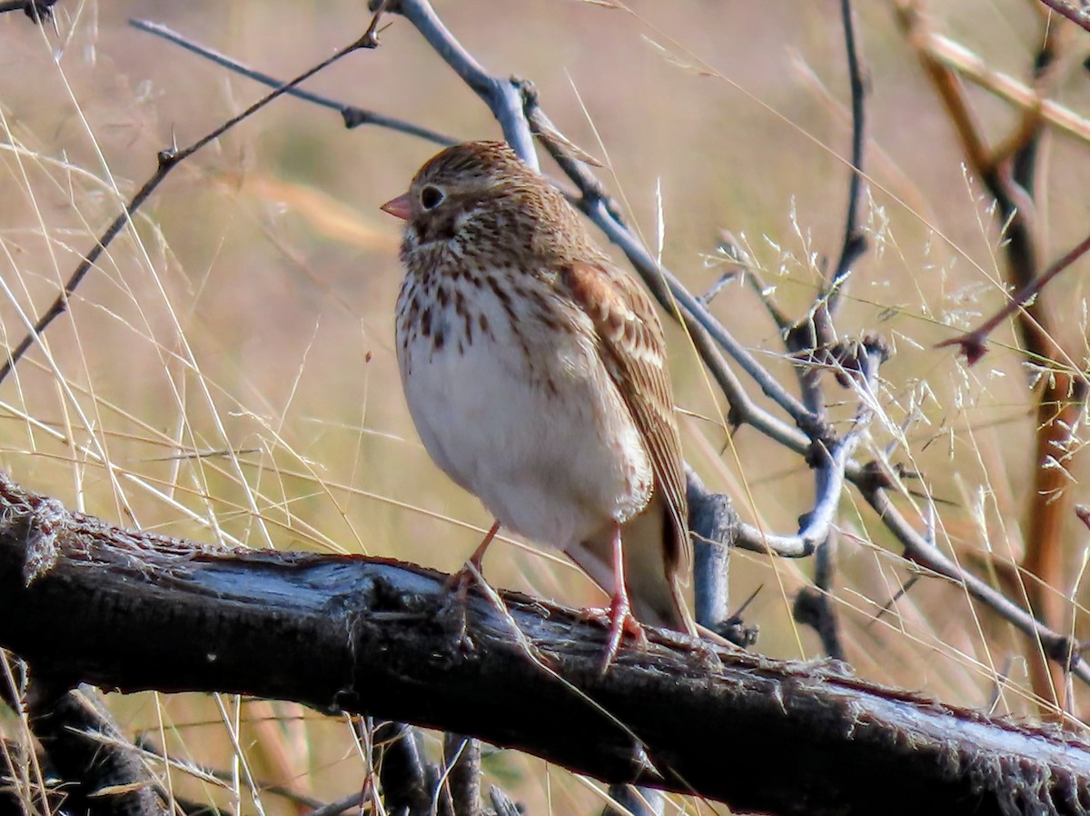 Vesper Sparrow - ML645965731
