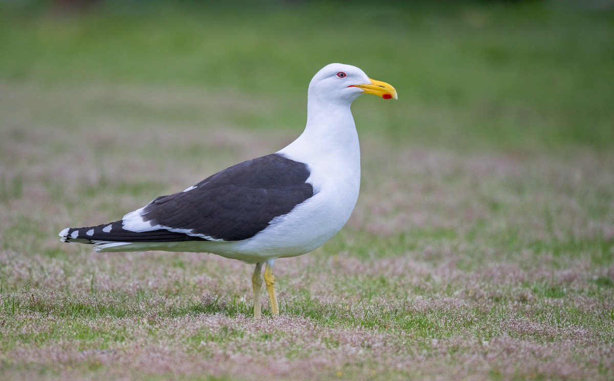 Kelp Gull - ML645965732