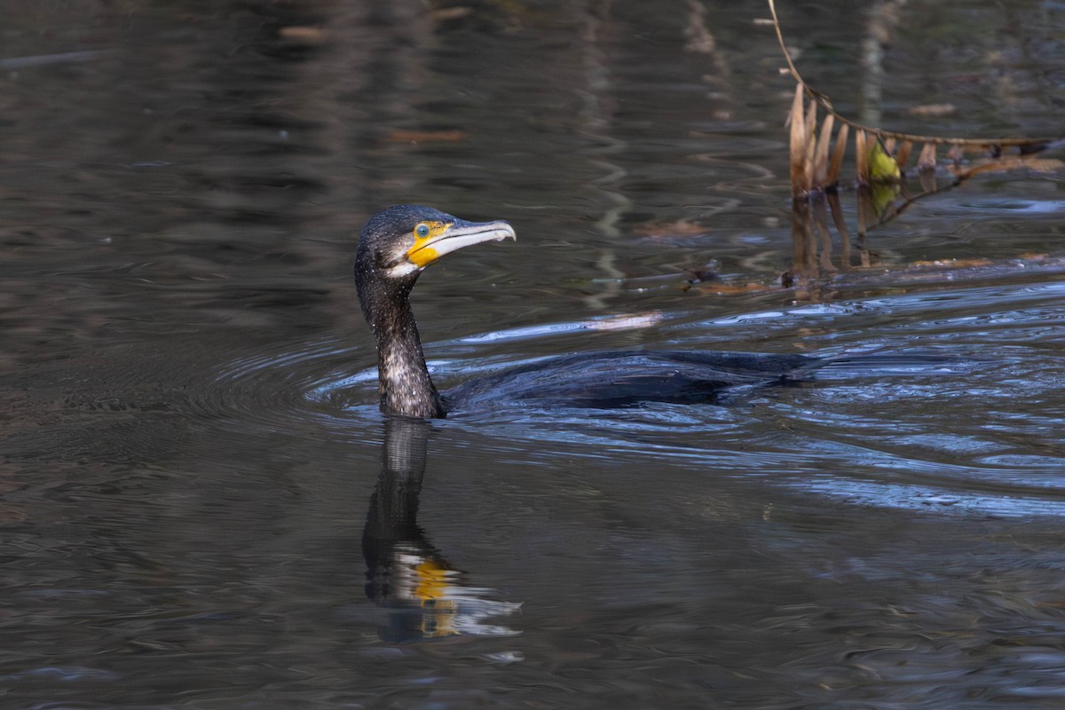 kormorán velký - ML645965736