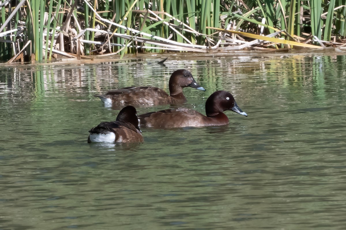 Hardhead - ML645965737