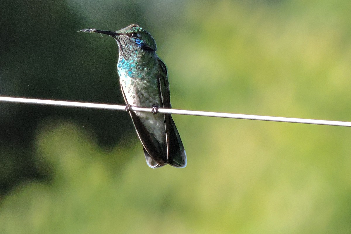 White-vented Violetear - ML645965741