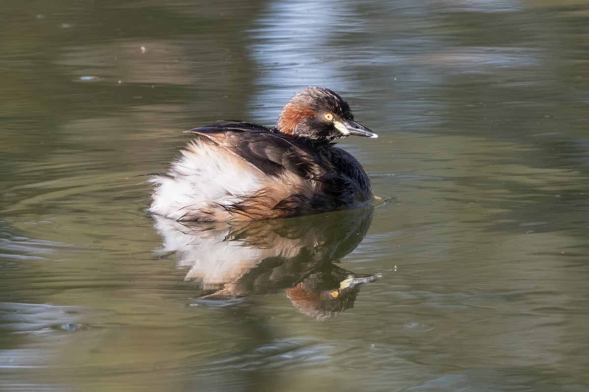 Australasian Grebe - ML645965744