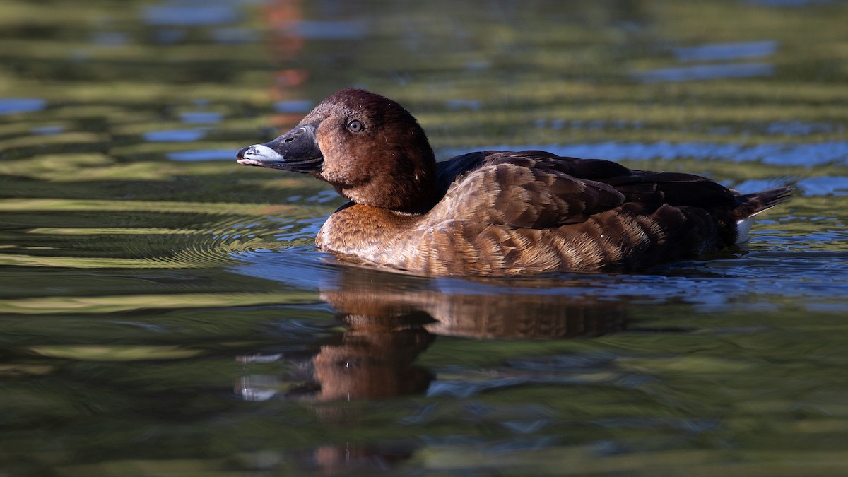 Hardhead - ML645965746