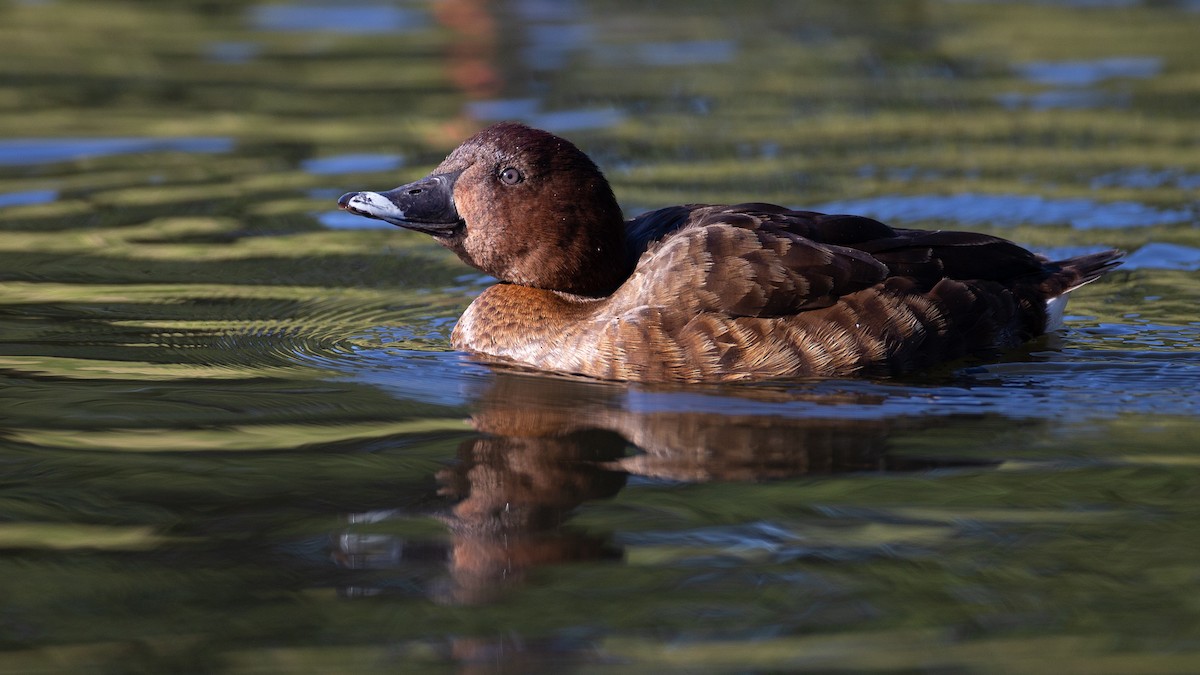 Hardhead - ML645965747