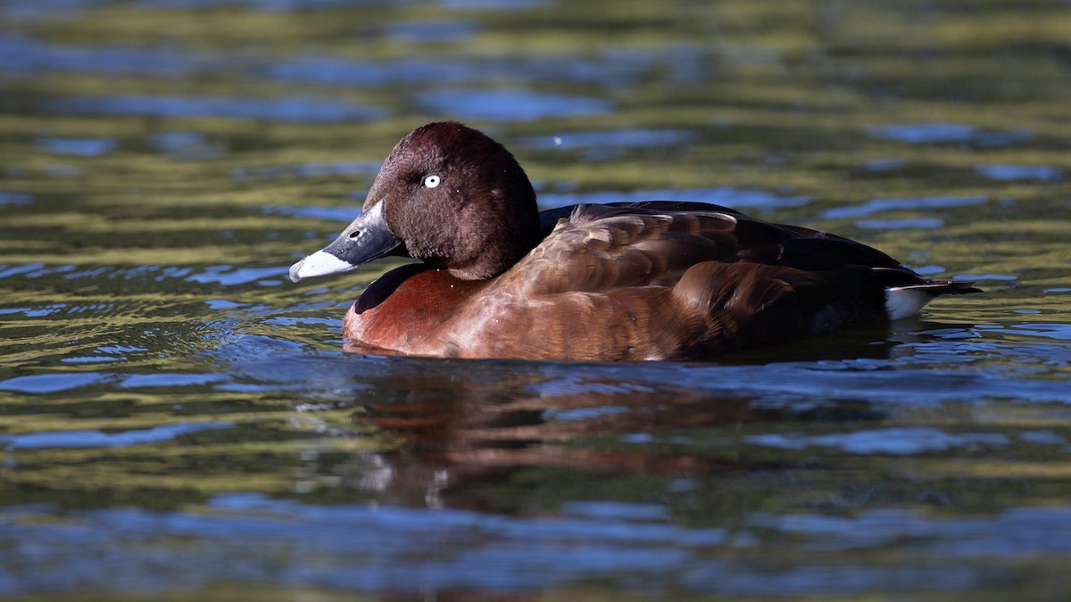 Hardhead - ML645965748