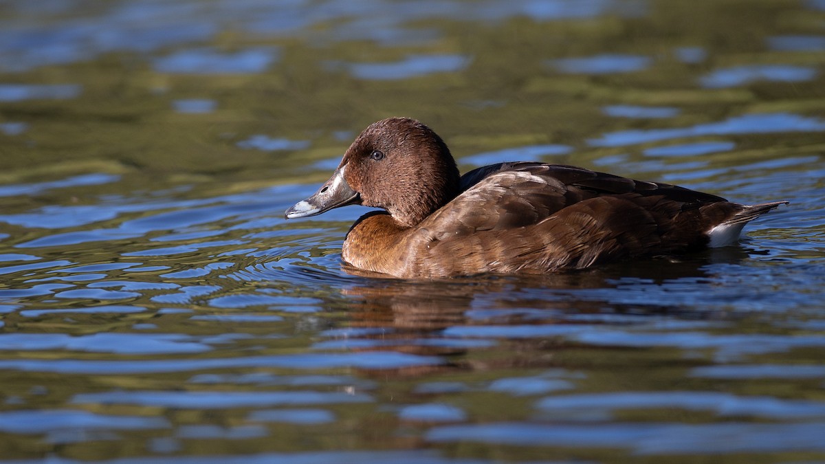 Hardhead - ML645965749