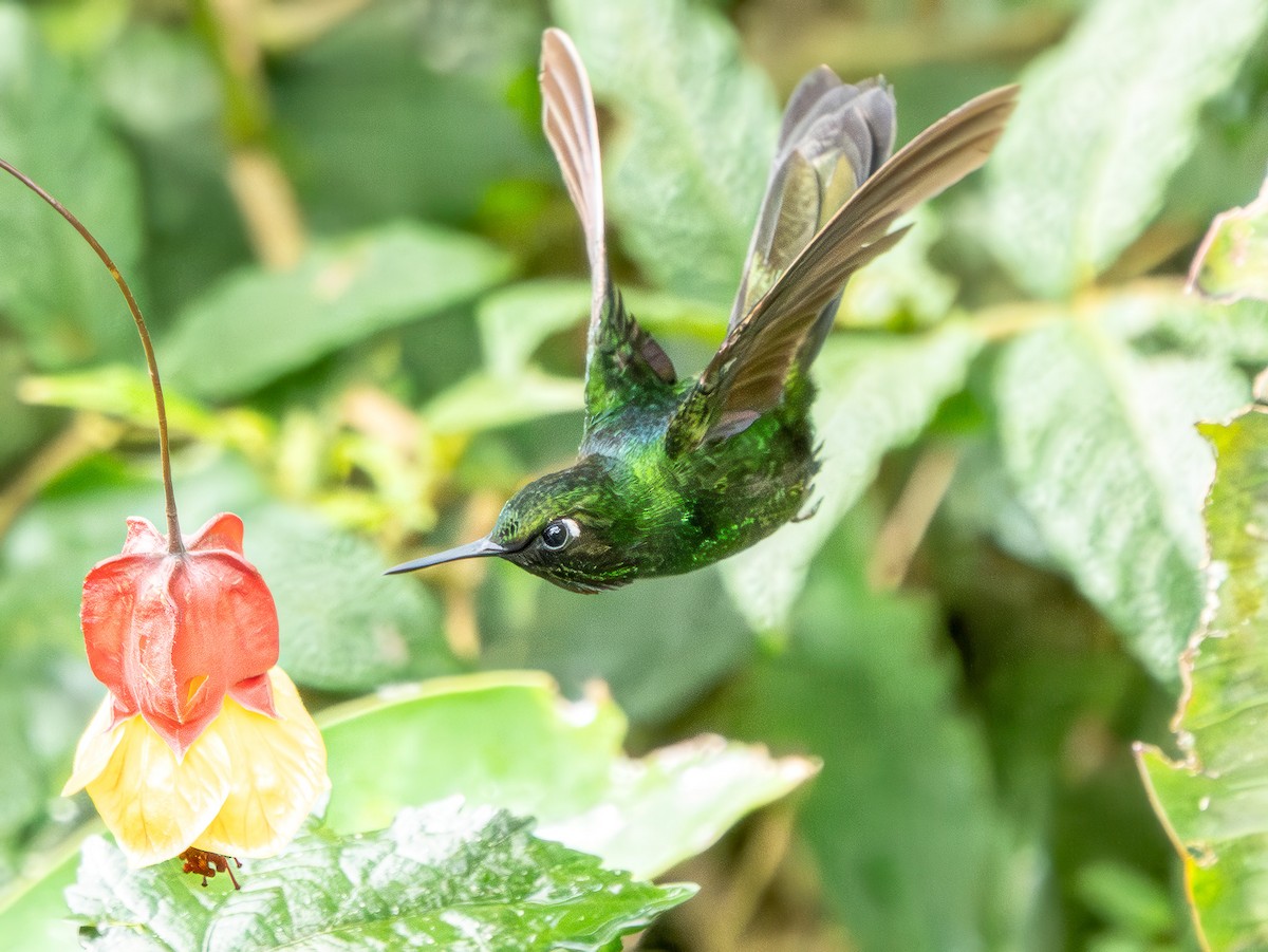 Tourmaline Sunangel - ML645965753