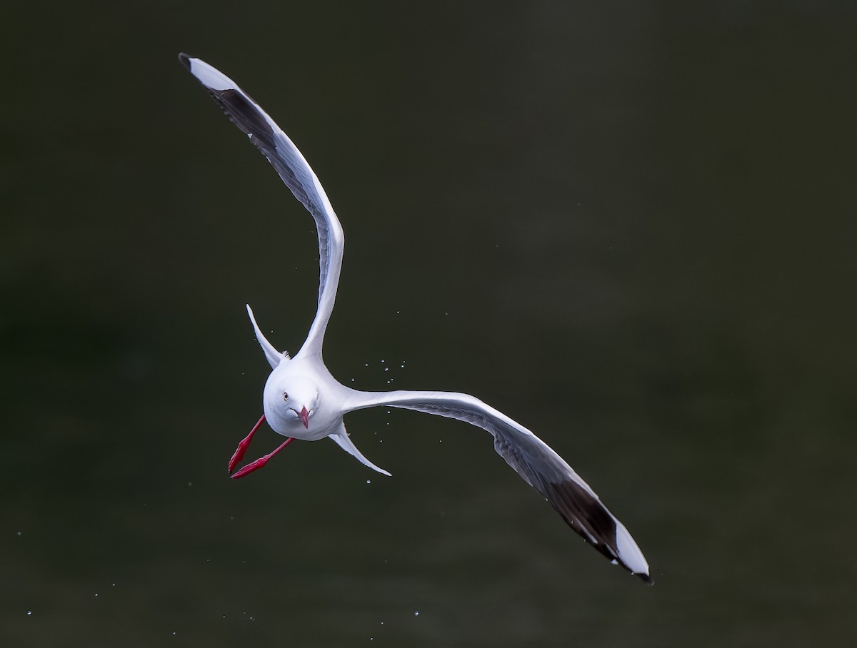 Silver Gull - ML645965754