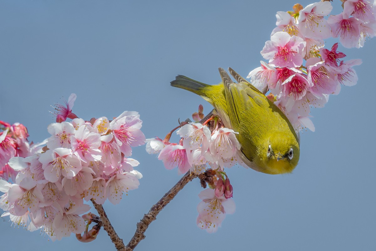 Warbling White-eye - ML645965760