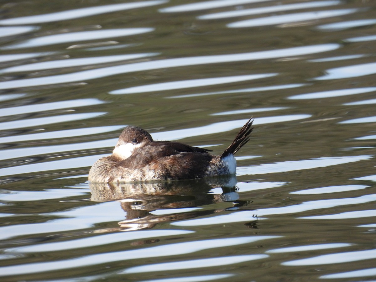 Schwarzkopf-Ruderente - ML645965771