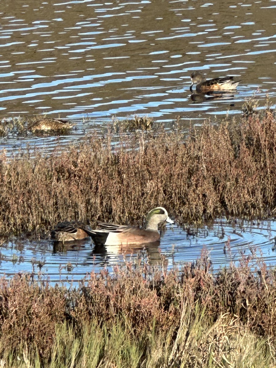 American Wigeon - ML645965773