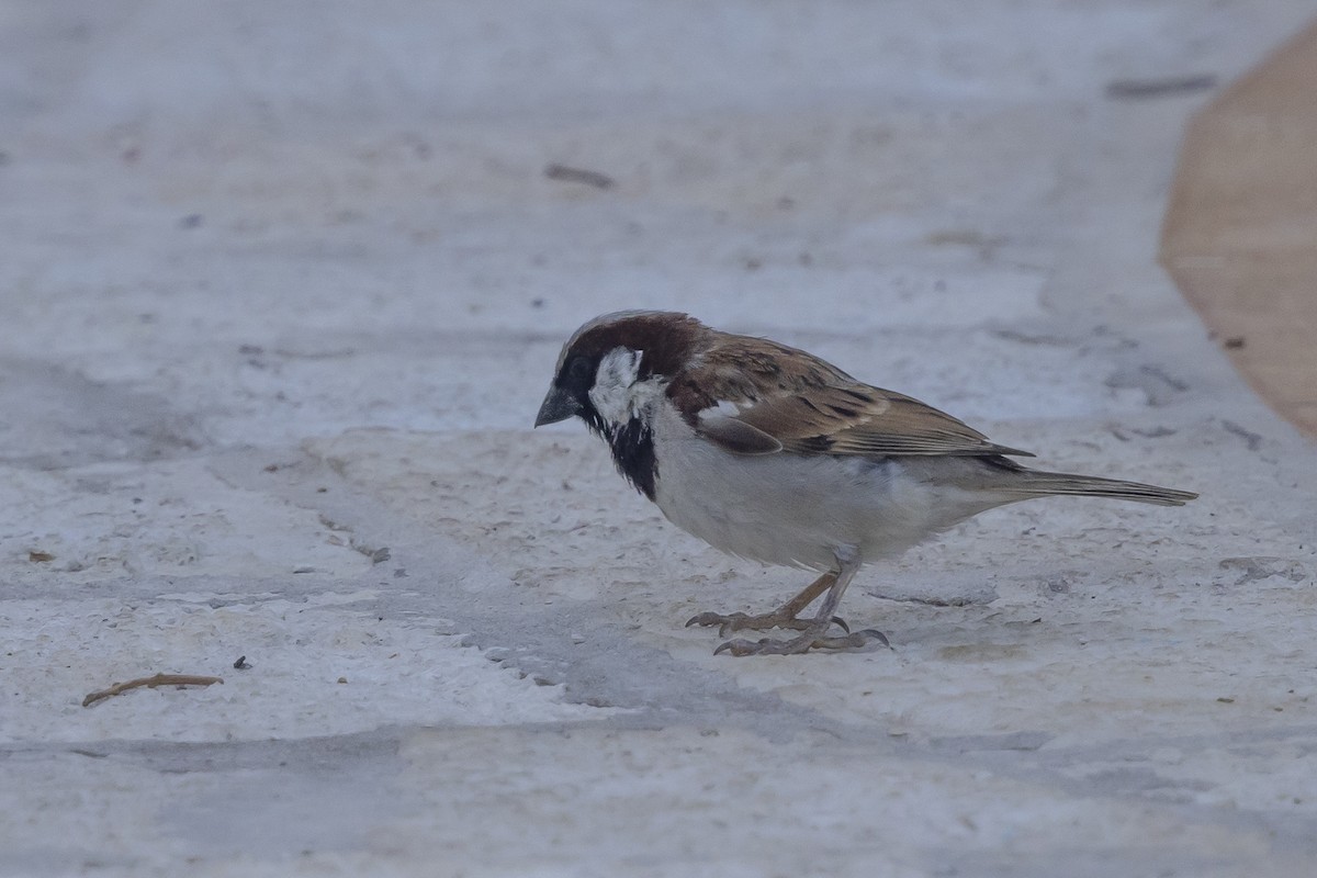 דרור הבית - ML645965782
