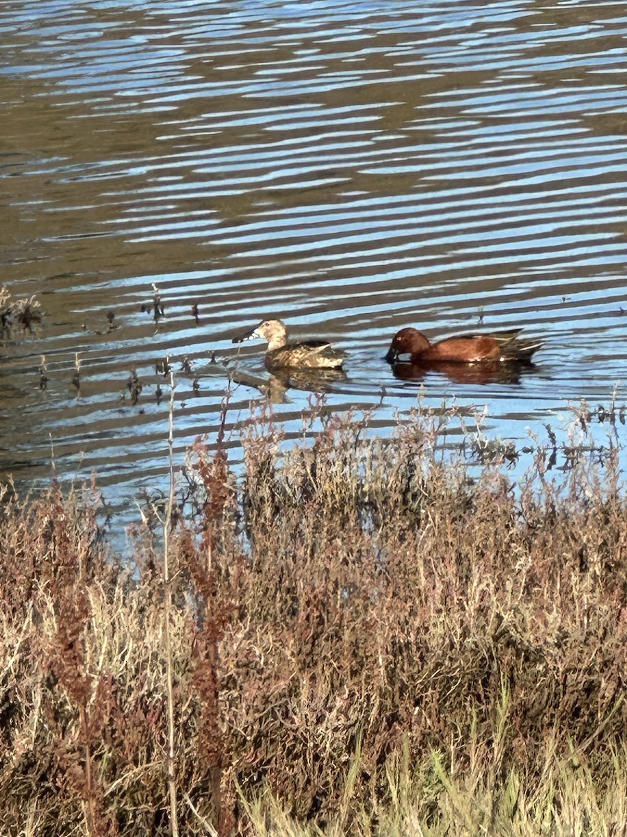 Cinnamon Teal - ML645965786