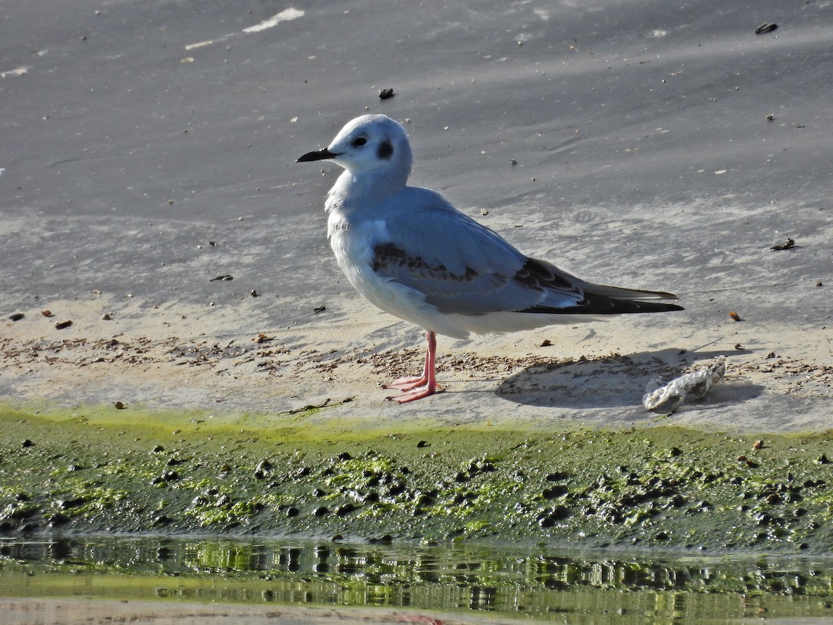 racek Bonapartův - ML645965788