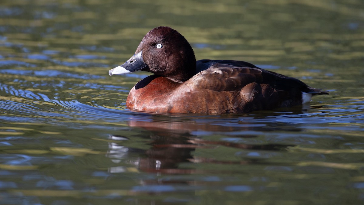 Hardhead - ML645965789