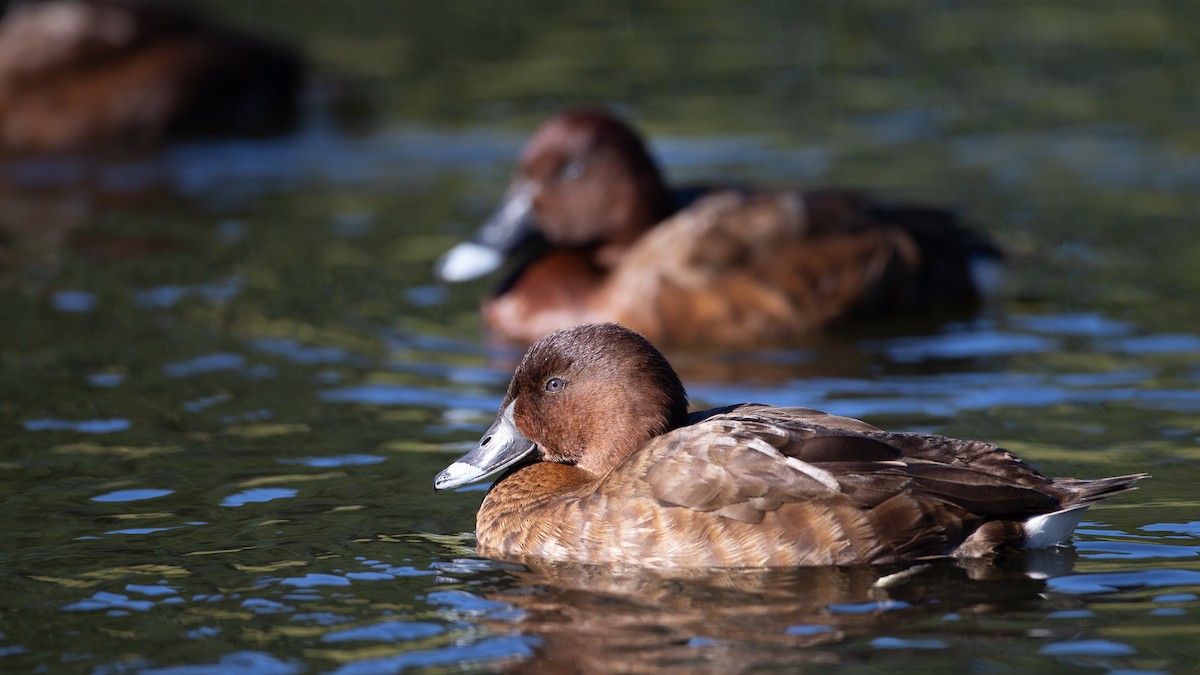 Hardhead - ML645965790