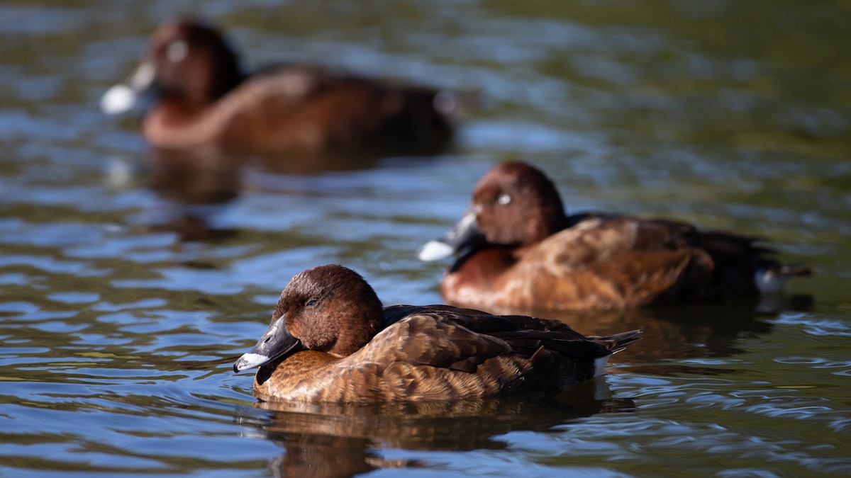 Hardhead - ML645965791