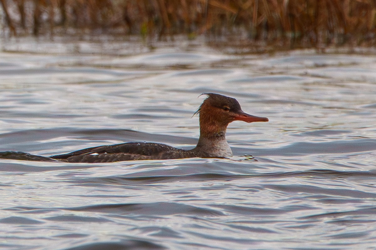Red-breasted Merganser - ML645965792