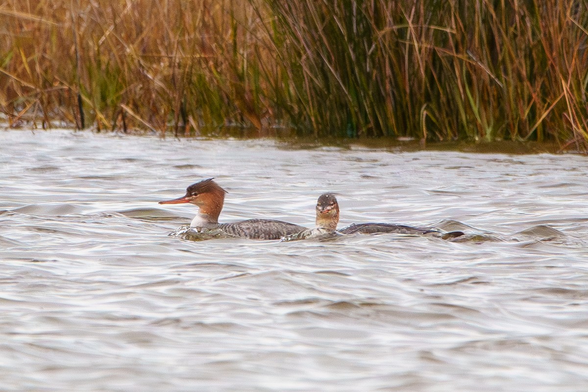 Red-breasted Merganser - ML645965793