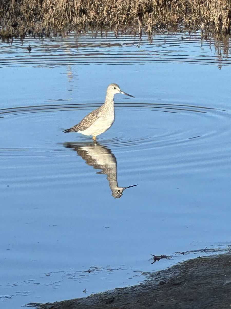 Greater Yellowlegs - ML645965801