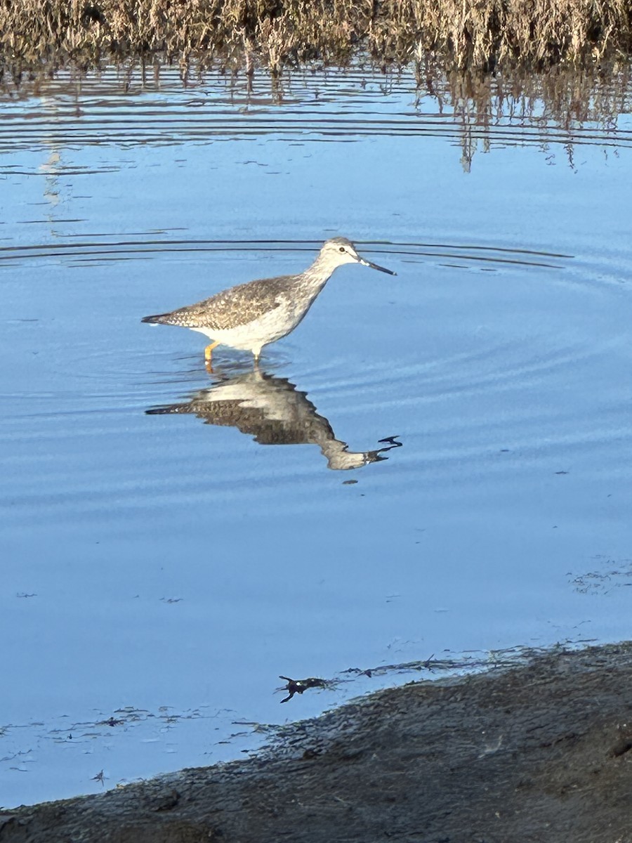 Greater Yellowlegs - ML645965802