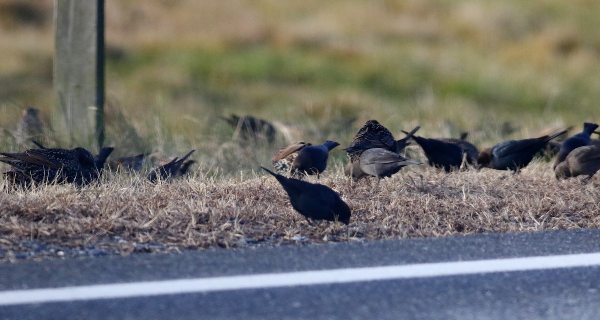 Brown-headed Cowbird - ML645965804