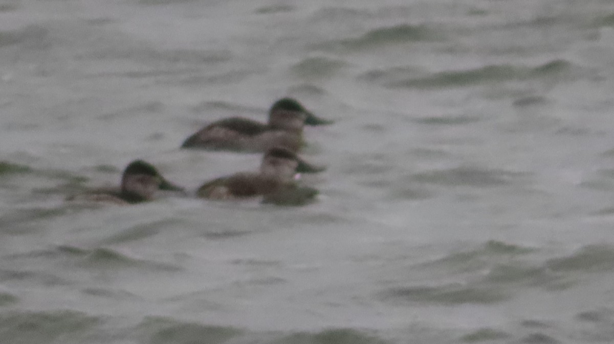 Schwarzkopf-Ruderente - ML645965806