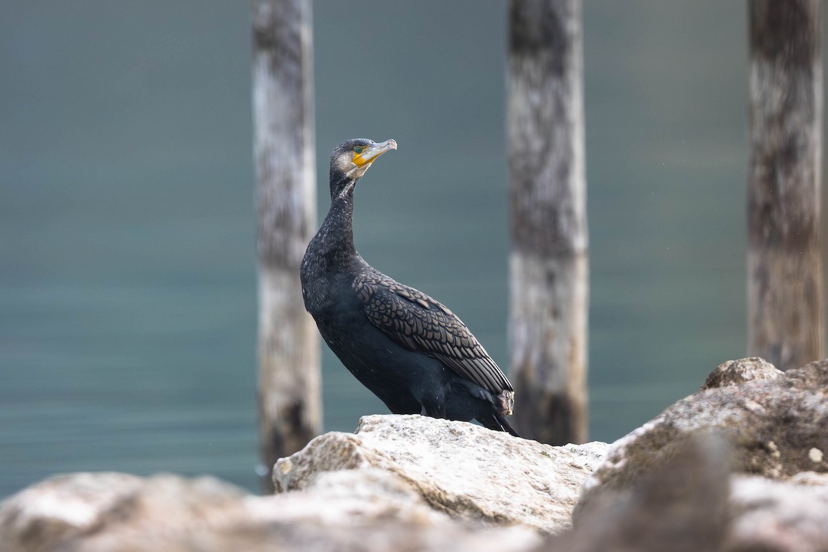 kormorán velký - ML645965808