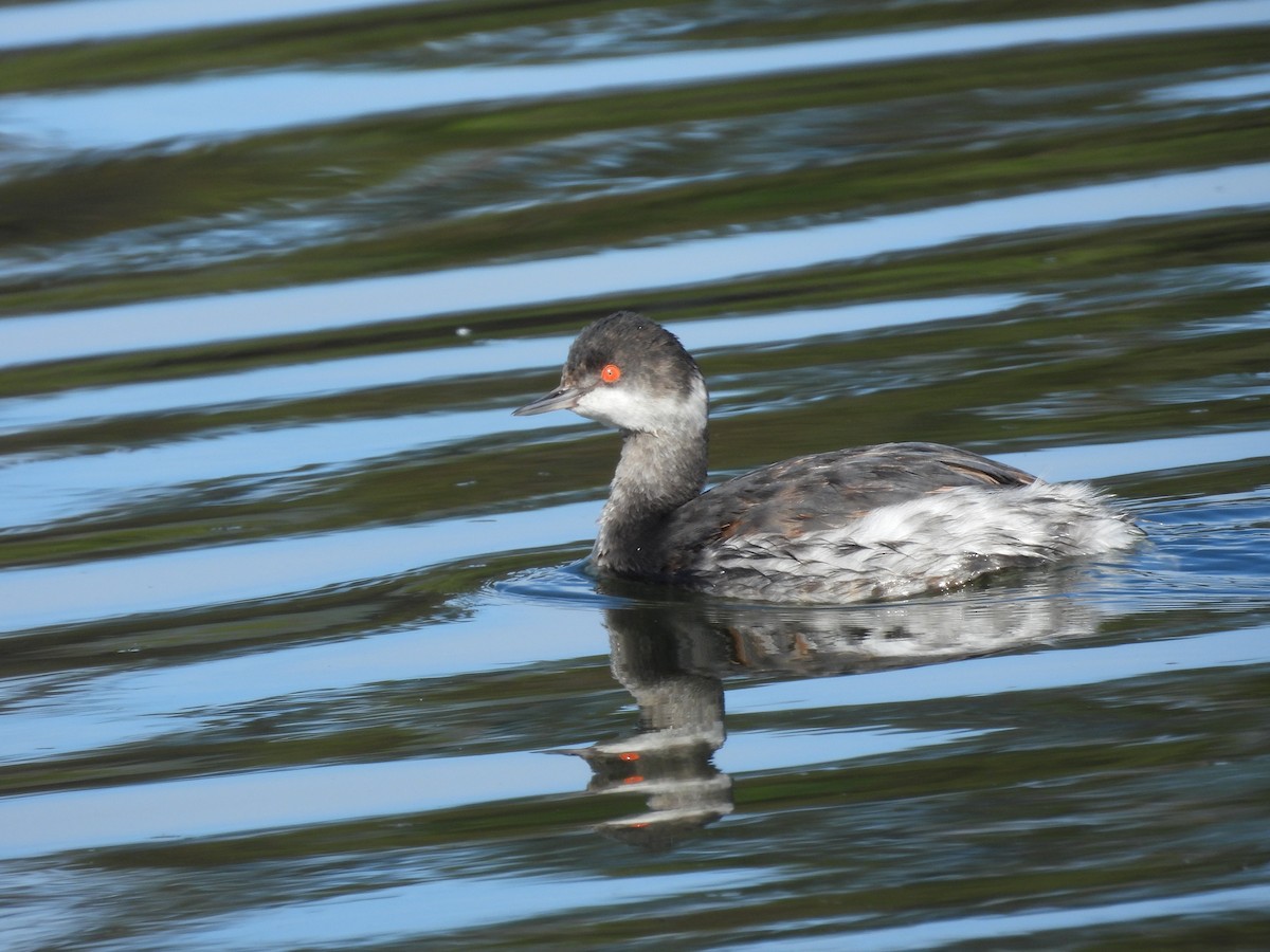 Eared Grebe - ML645965809
