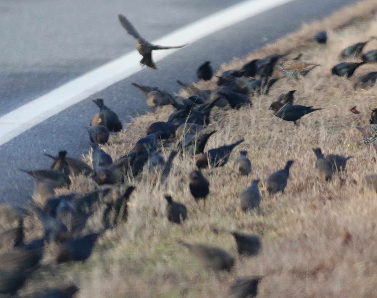Brown-headed Cowbird - ML645965810