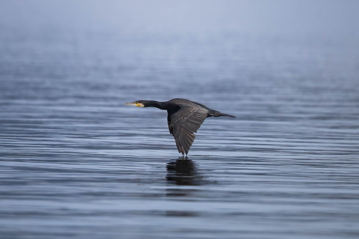 kormorán velký - ML645965811