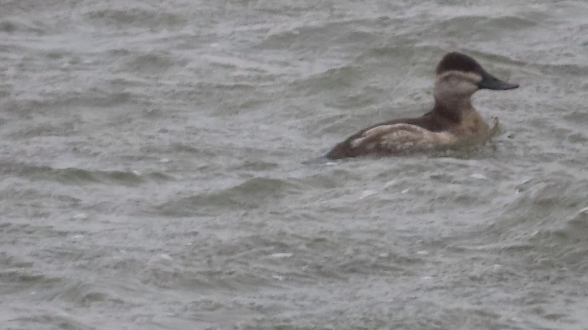 Schwarzkopf-Ruderente - ML645965812