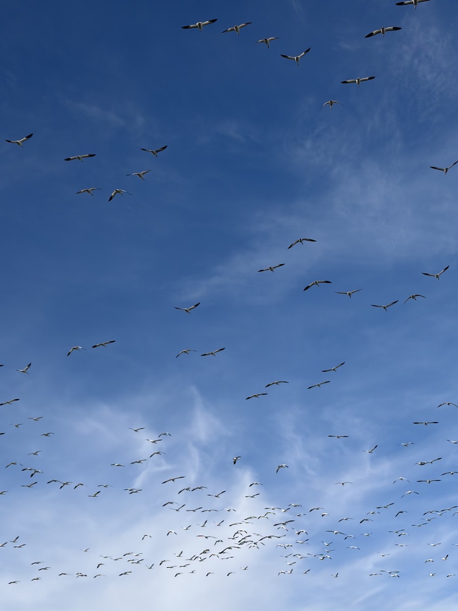 Snow Goose - ML645965813