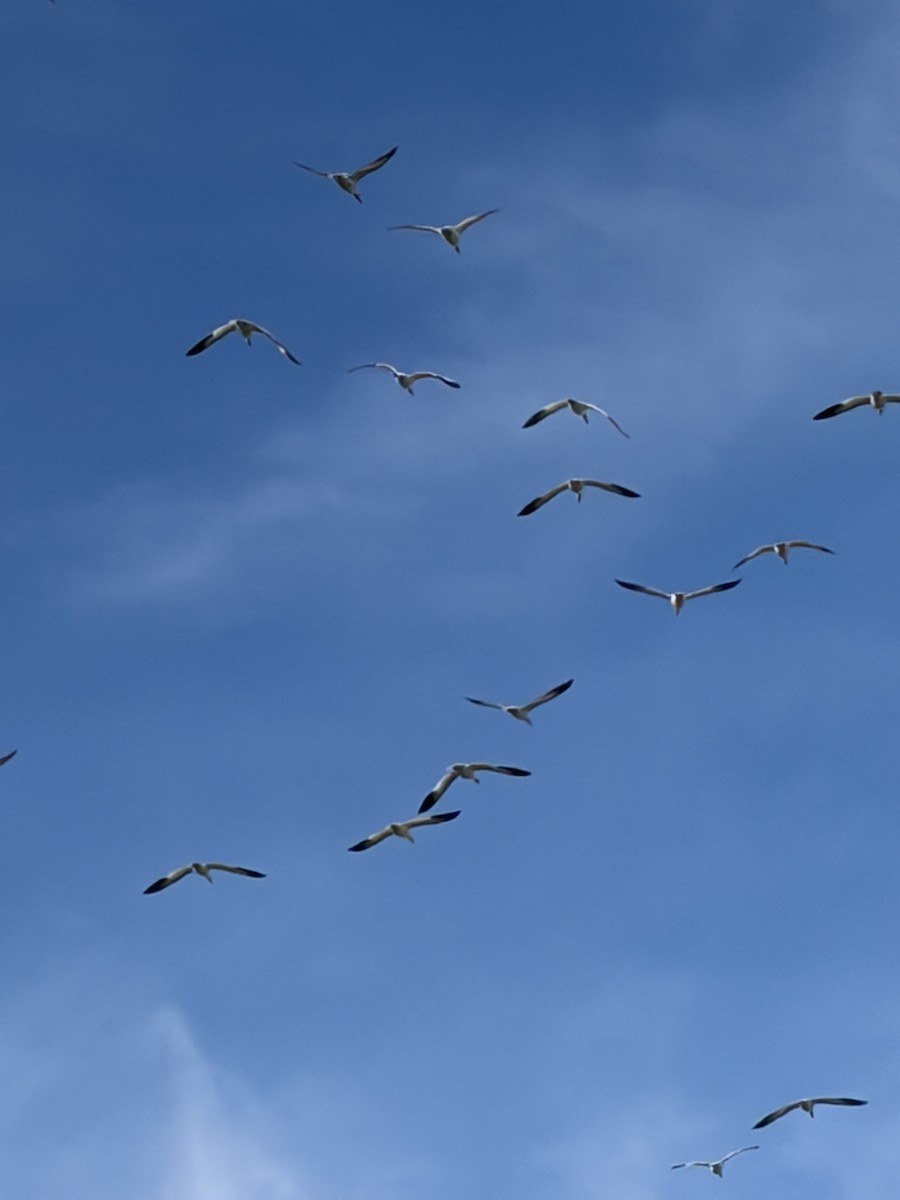 Snow Goose - ML645965814