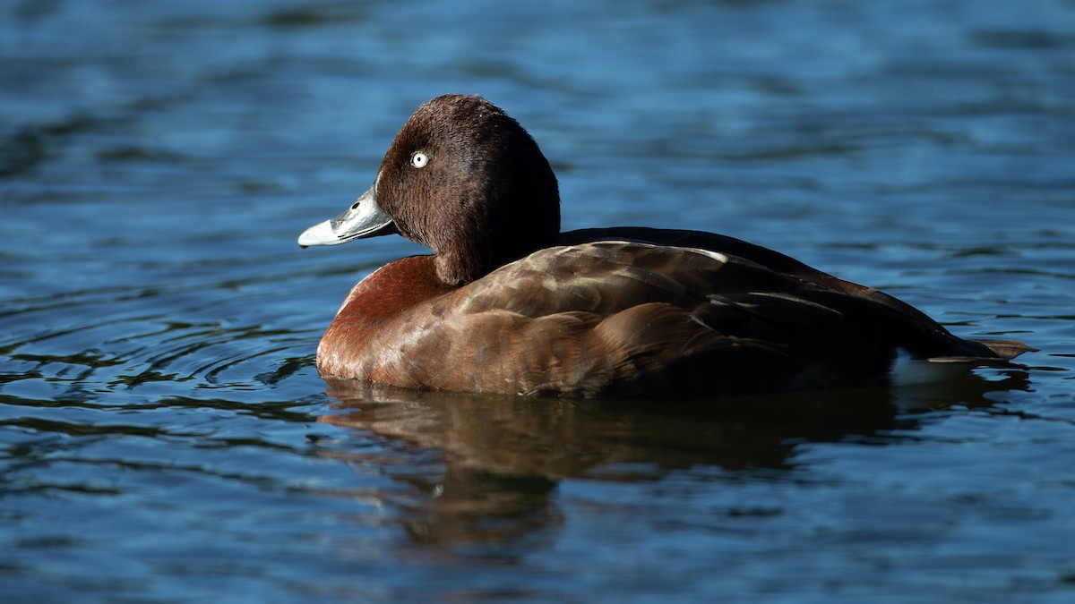 Hardhead - ML645965817