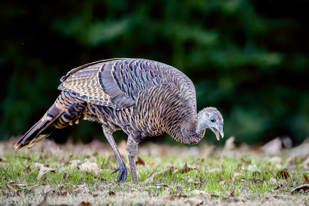 Wild Turkey - ML645965818