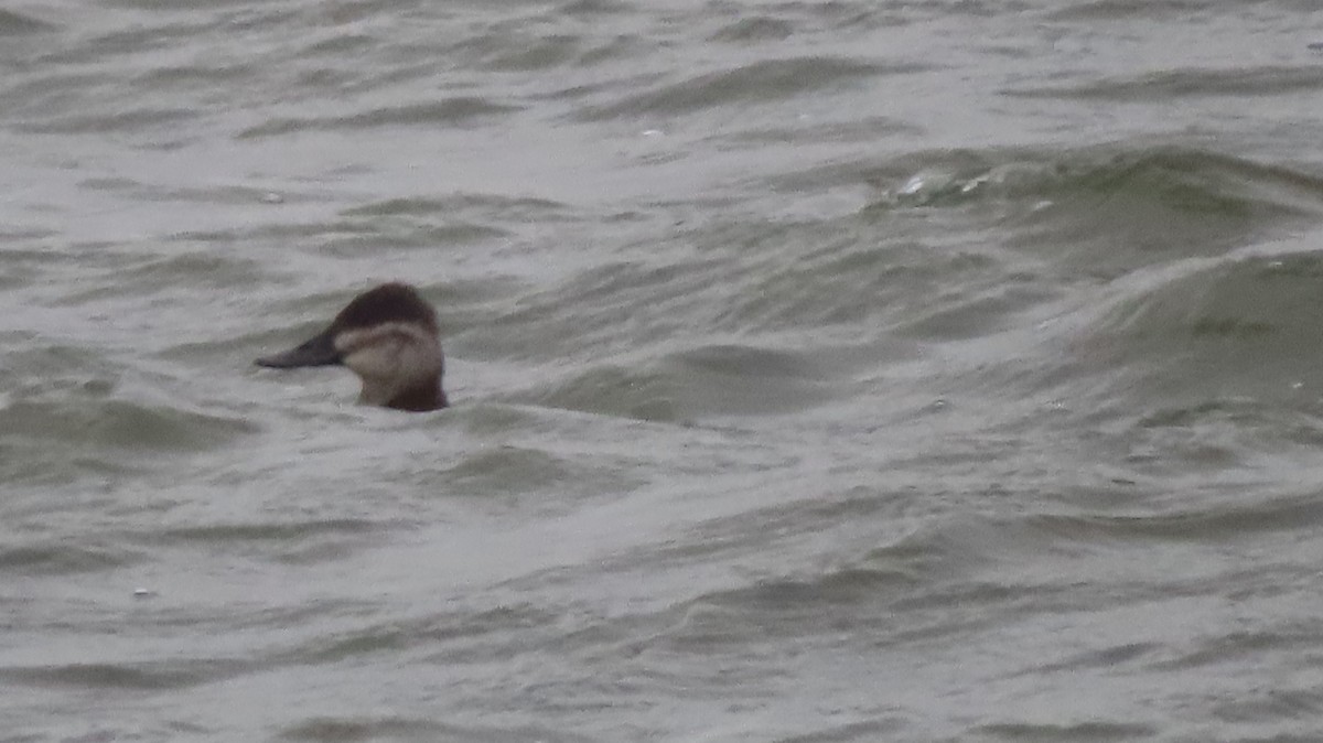 Schwarzkopf-Ruderente - ML645965819