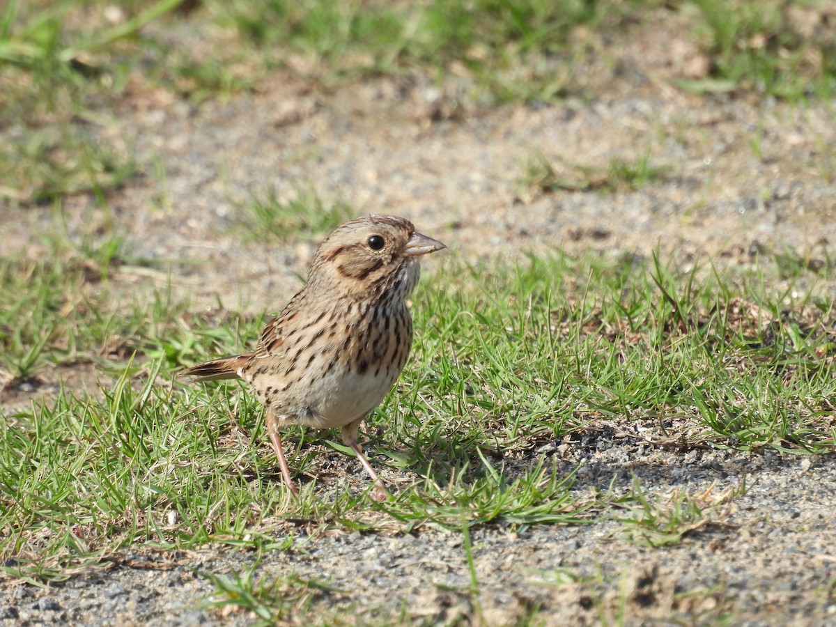 strnadec pruhohlavý - ML645965826