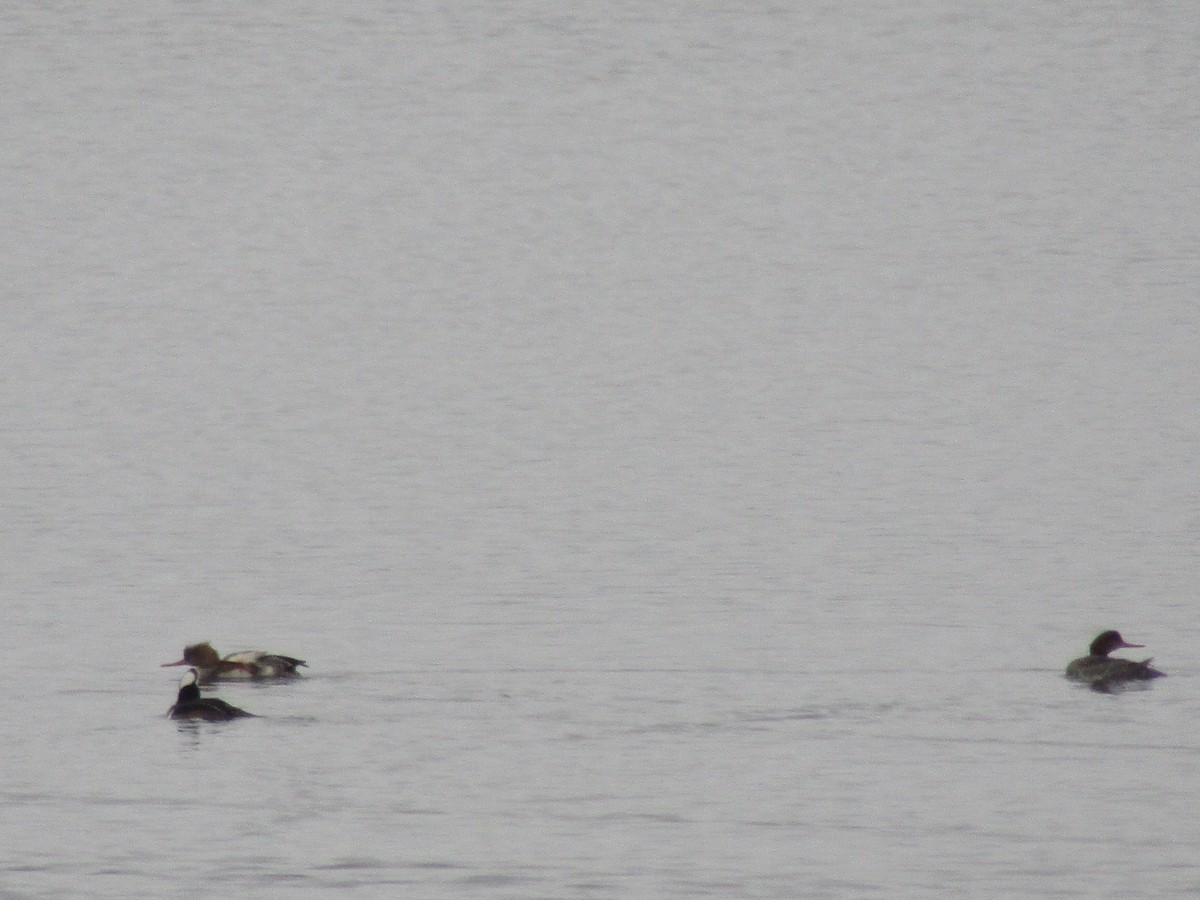 Red-breasted Merganser - ML645965828