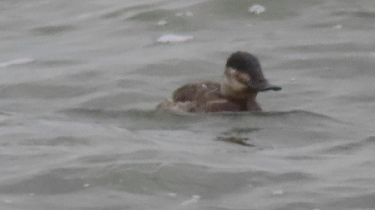 Schwarzkopf-Ruderente - ML645965830