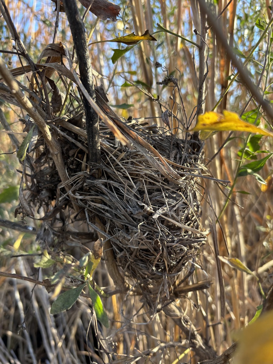 Marsh Wren - ML645965831