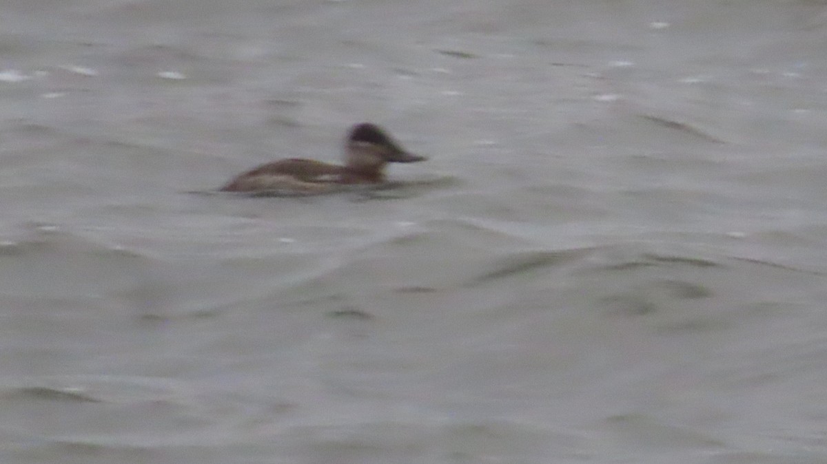 Schwarzkopf-Ruderente - ML645965840