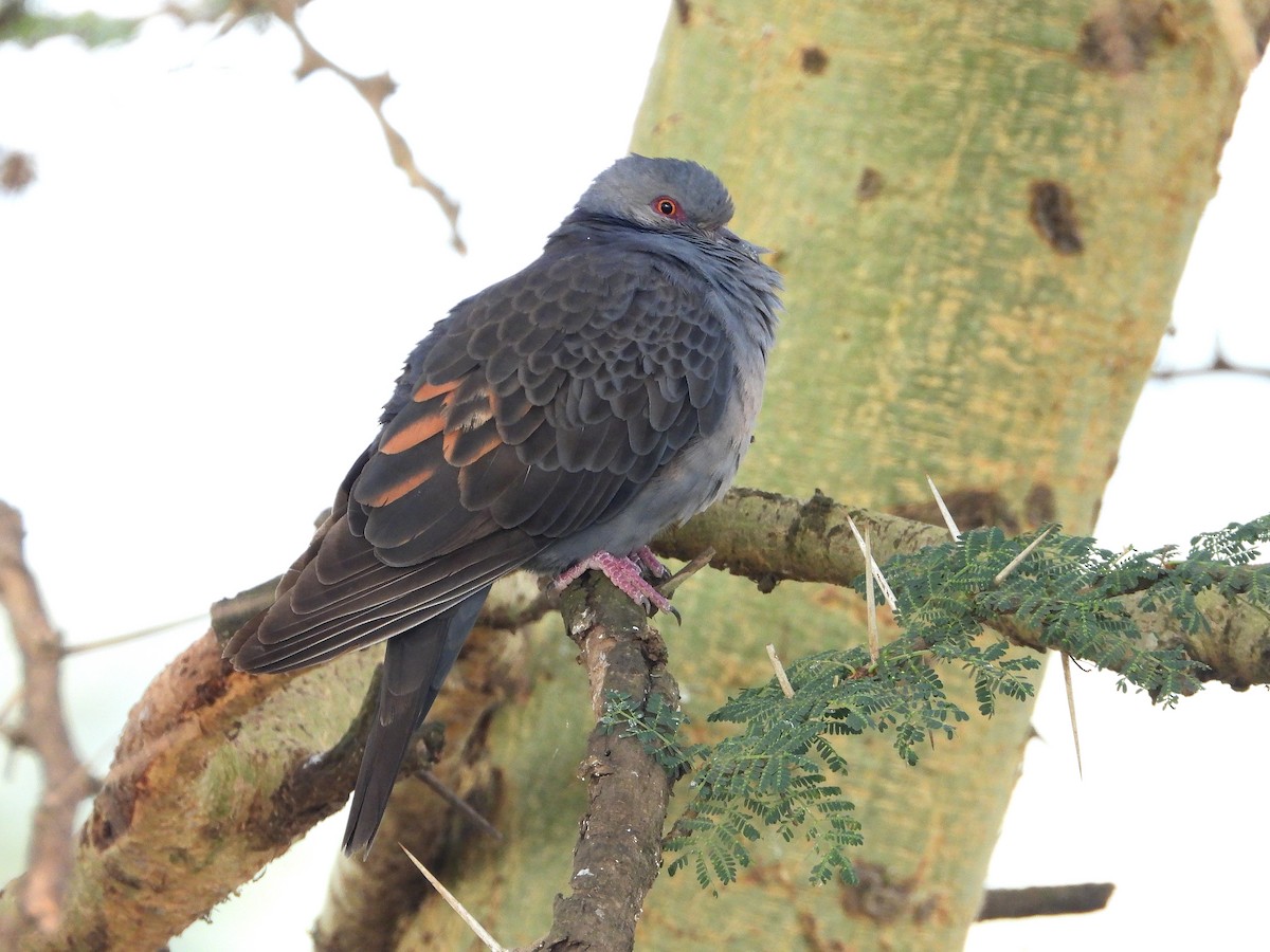 Dusky Turtle-Dove - ML645965841