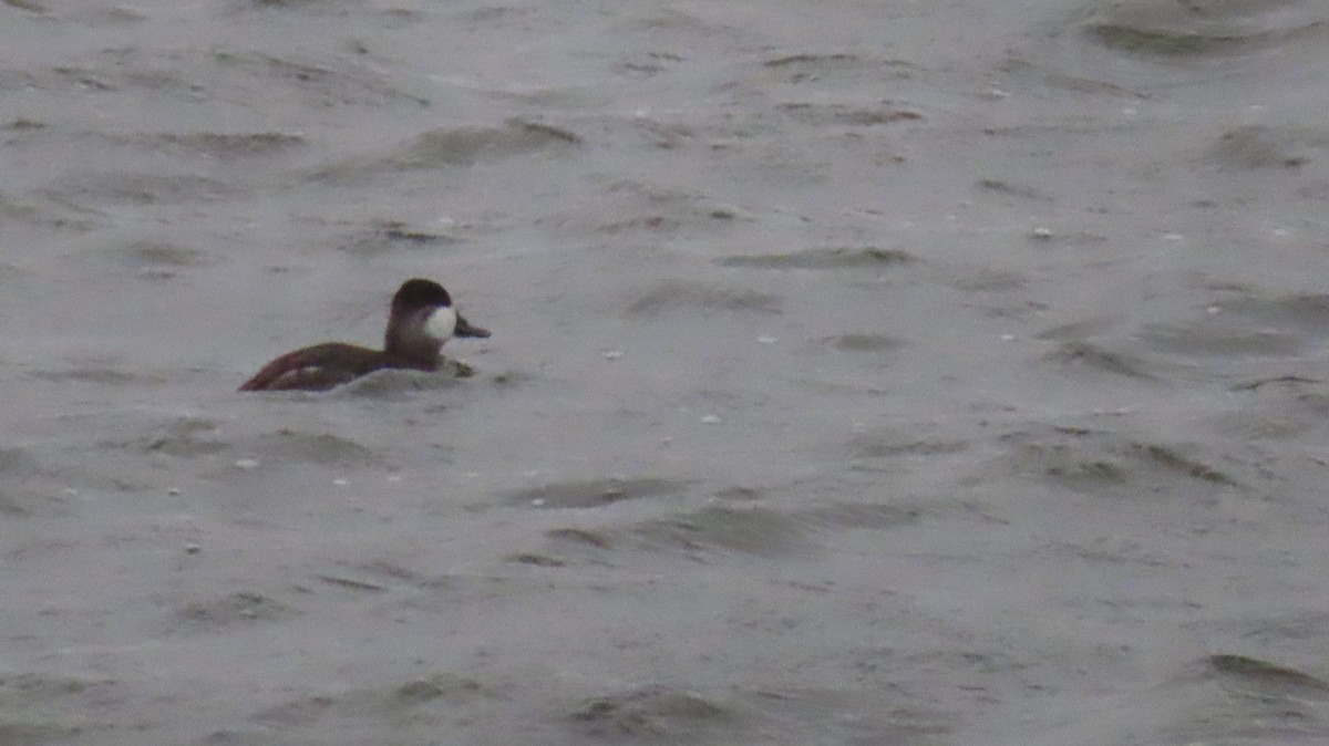 Schwarzkopf-Ruderente - ML645965848