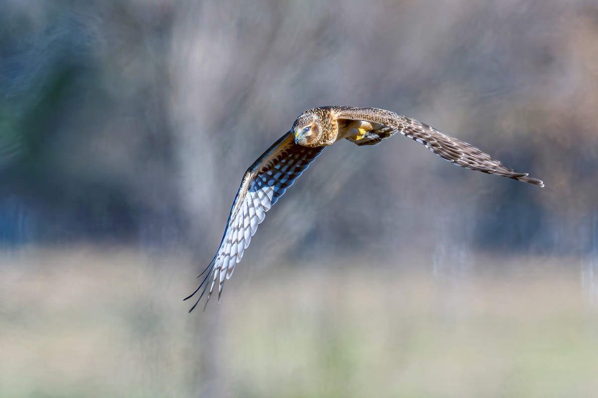 Northern Harrier - ML645965849