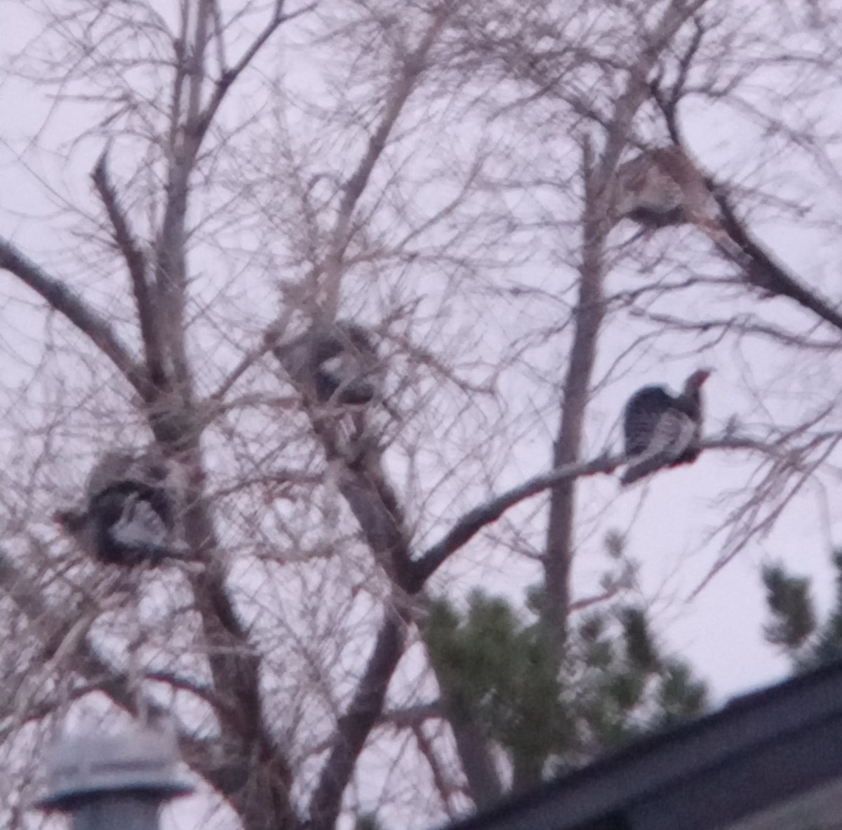 Wild Turkey (Domestic type) - ML645965858